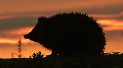 Hedgehog among four chosen animals to feature on your new banknotes — BBC Business, Dublin Business news